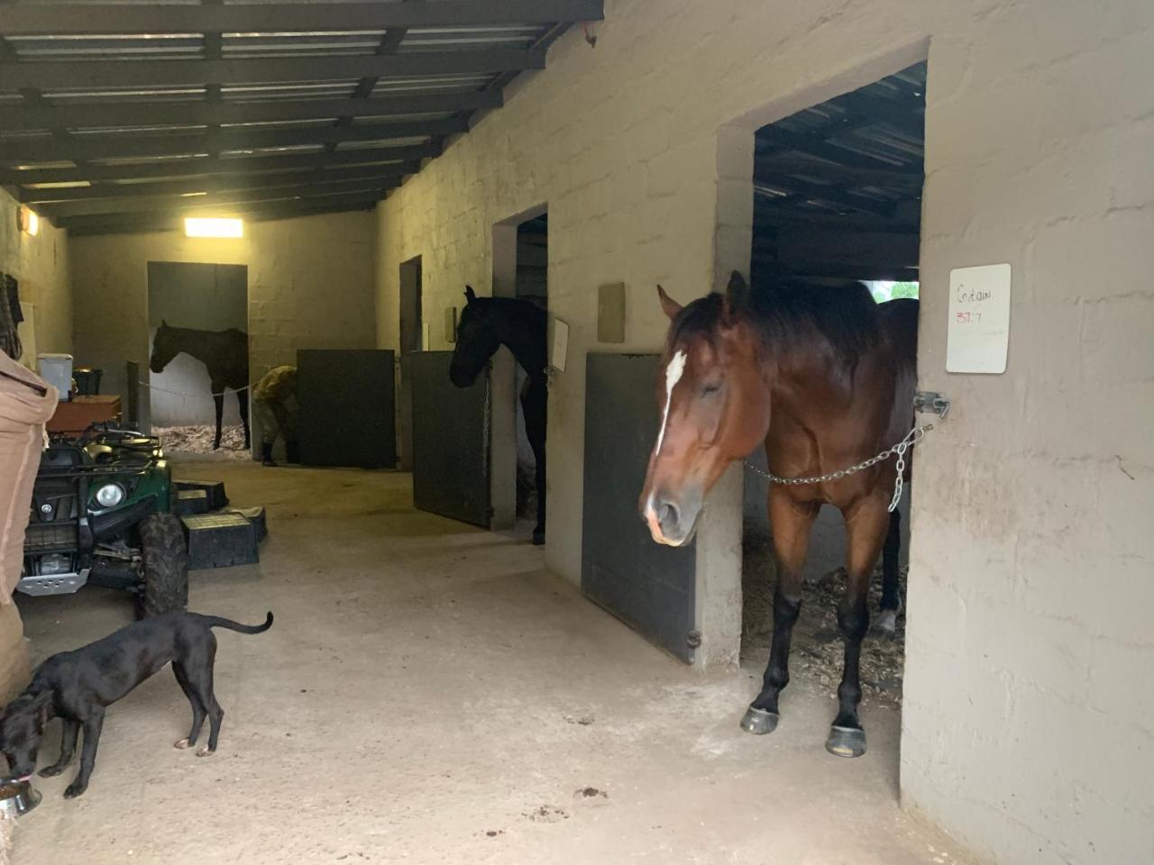 Cavalo Guesthouse & Equestrian Estate Drummond 외부 사진